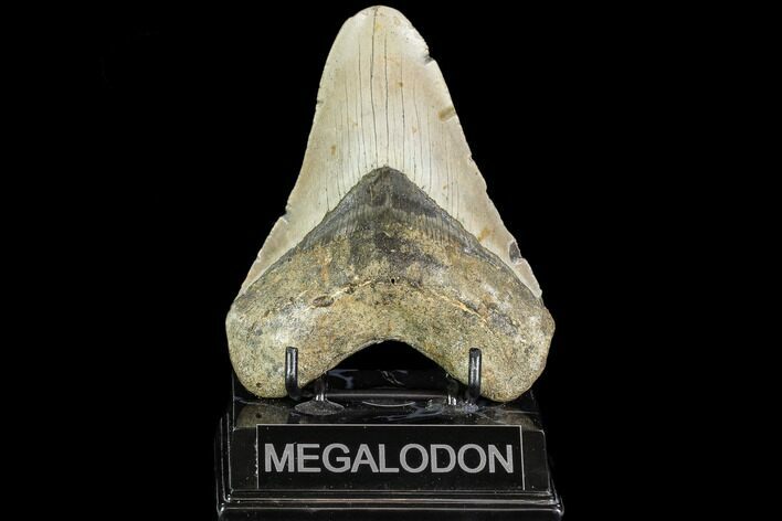 Fossil Megalodon Tooth - North Carolina #108961